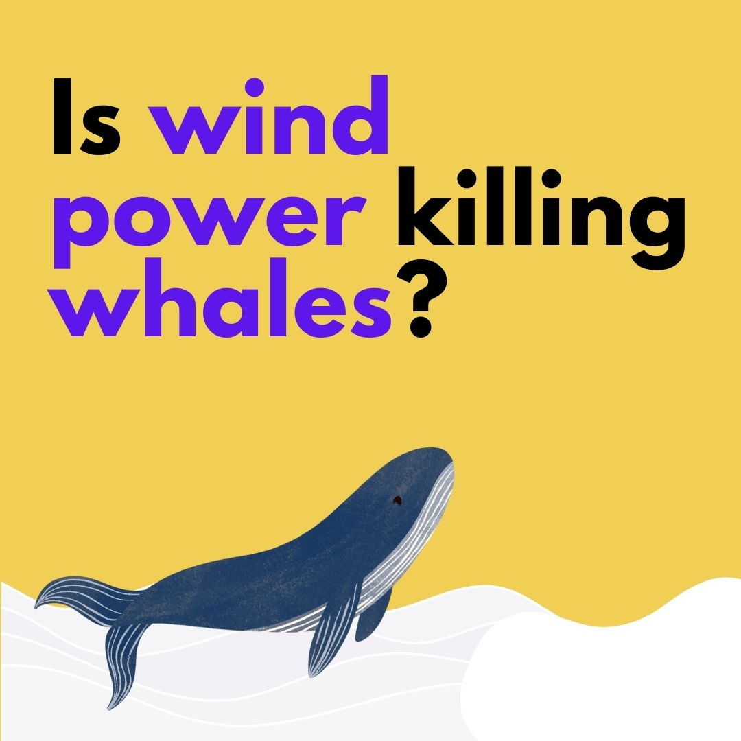 Is wind power killing whales?