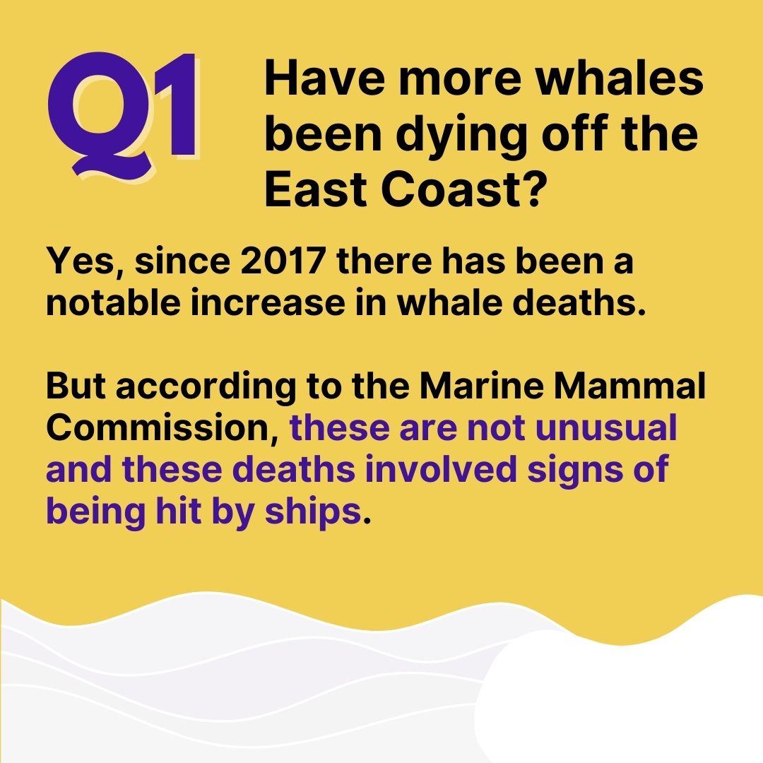Have more whales been dying off of the East Coast? Yes, but they show signs of being hit by ships
