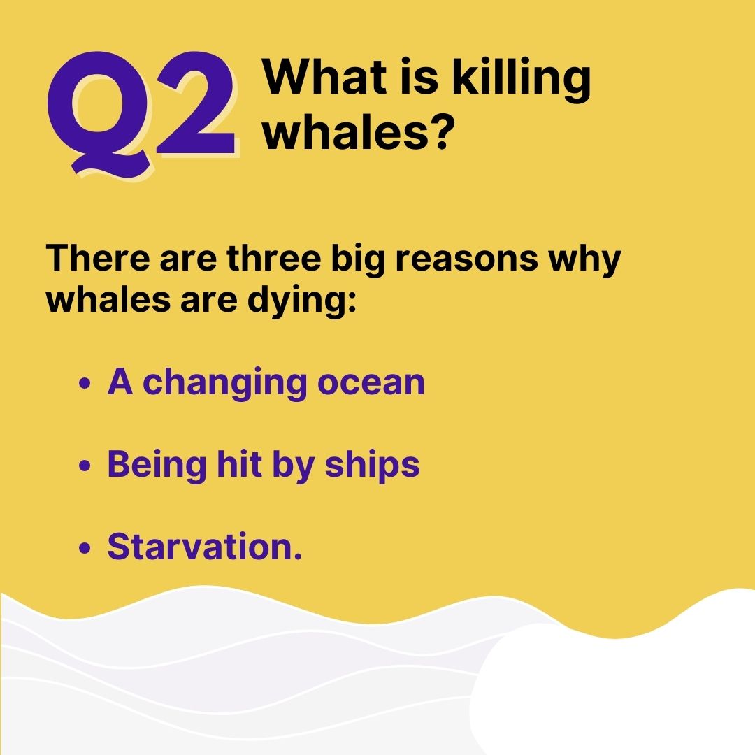 What is killing whales? A changing ocean, being hit by ships, and starvation