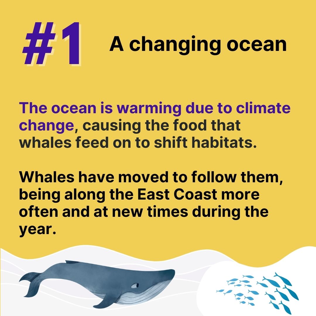 The ocean is warming due to climate change, causing the food that whales feed on to shift habitats