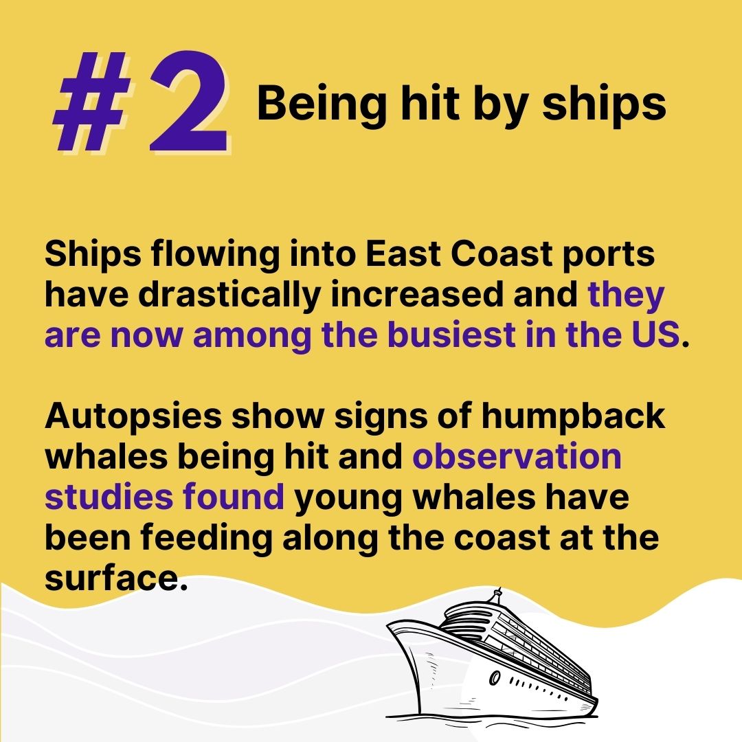 Ships flowing into East Coast ports have dramatically increased, while at the same time whale autopsies have shown signs of whales being hit by ships