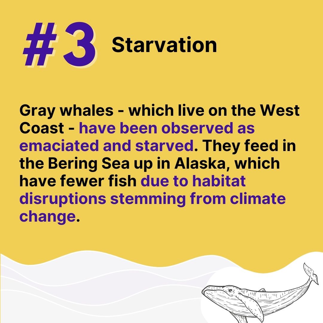 Gray whales, which live on the West Coast, have been observed to be emaciated and starved